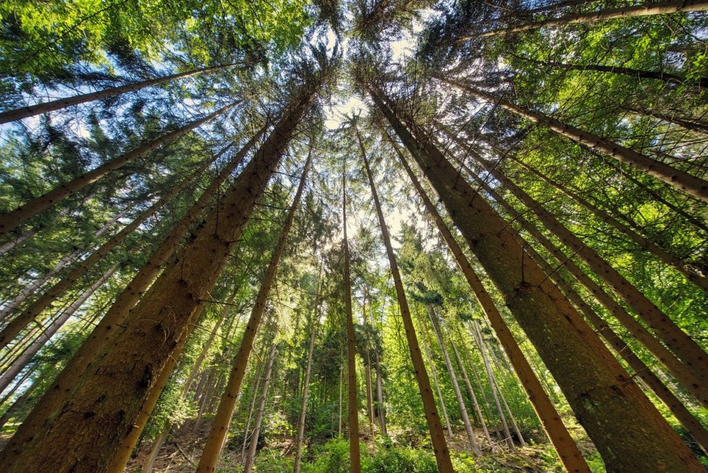 forest, trees, log