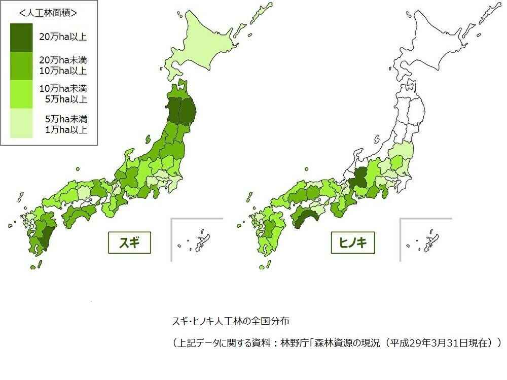 sugi_hinoki2